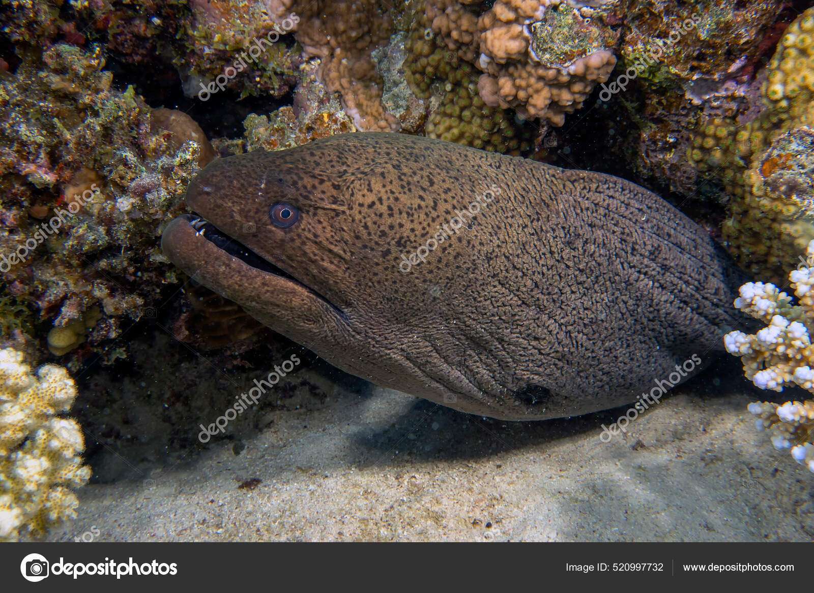 Una Anguila Gigante Moray Gymnothorax Javanicus Mar Rojo Fotografia De Stock C Ratherton Depositphotos