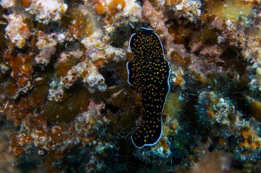 Kızıl Deniz 'de altın benekli bir kurt (Thysanozoon nigropapillosum)