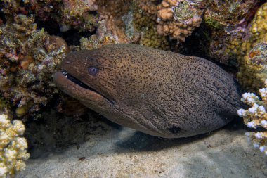Kızıl Deniz 'de bir Dev Moray Yılanbalığı (Gymnothorax javanicus)