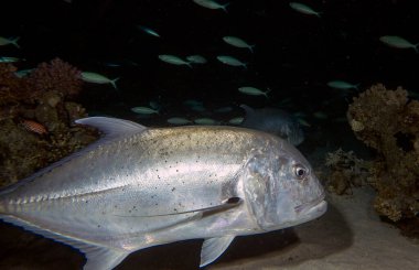 Dev Trevally (Caranx ignobilis) gece Mısır 'da, Kızıl Deniz' de yiyecek arıyor.
