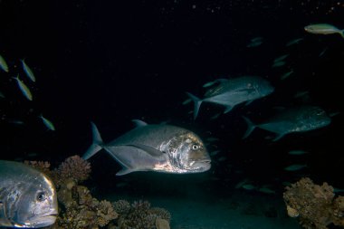 Dev Trevally (Caranx ignobilis) gece Mısır 'da, Kızıl Deniz' de yiyecek arıyor.