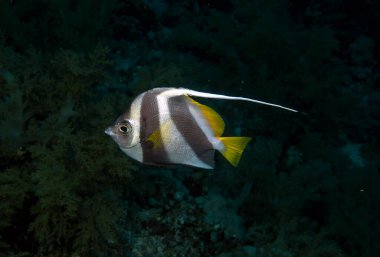 Kızıl Deniz 'de bir Fas İdol (Zanclus cornutus).