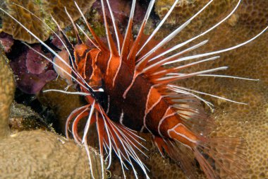 Kızıl Deniz 'de Clearfin Aslan Balığı (Pterois radiata)