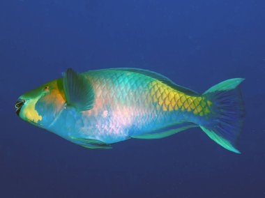 Kızıl Deniz 'de bir Rusty Parrotfish (Scarus ferrugineus)