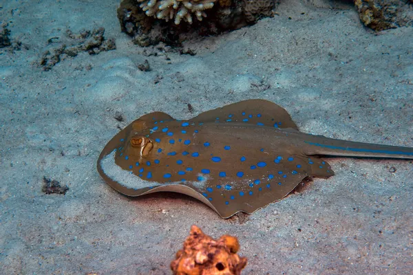 Bluespotted Ribbontail Ray Taeniura Lymma Morzu Czerwonym — Zdjęcie stockowe