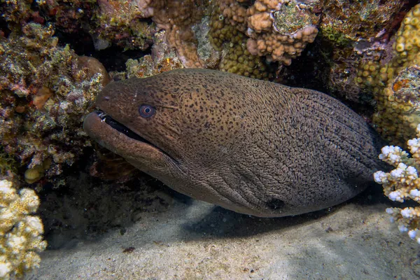 Una Anguila Gigante Moray Gymnothorax Javanicus Mar Rojo — Foto de Stock