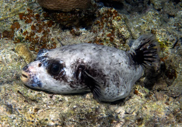 Masked Puffer Arothron Diadematus Röda Havet Egypten — Stockfoto