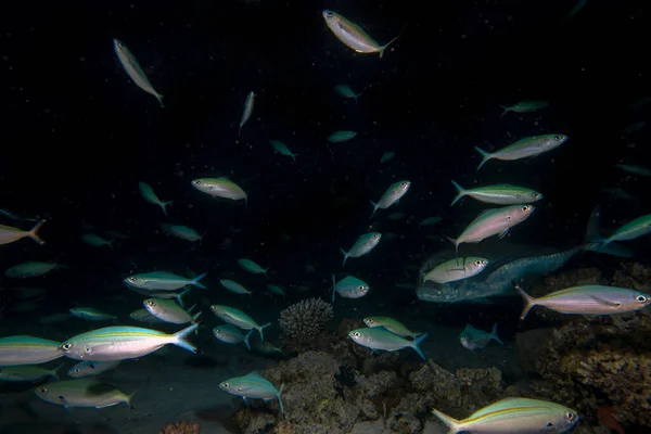Τεράστιος Αριθμός Φουσκωτών Που Τρέφονται Κοραλλιογενή Ύφαλο Νύχτα Στην Ερυθρά — Φωτογραφία Αρχείου