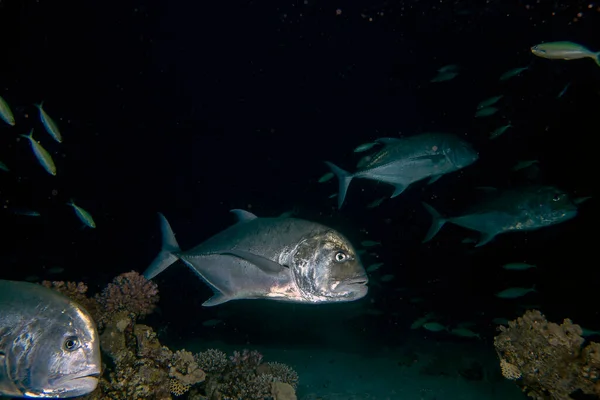 Giant Trevally Caranx Ignobilis Loví Noci Rudém Moři Egypt — Stock fotografie