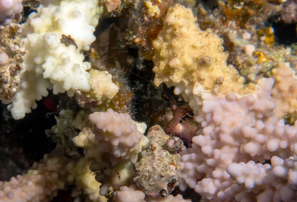 Een Zandtijgergarnaal Metapenaeopsis Rode Zee Egypte — Stockfoto