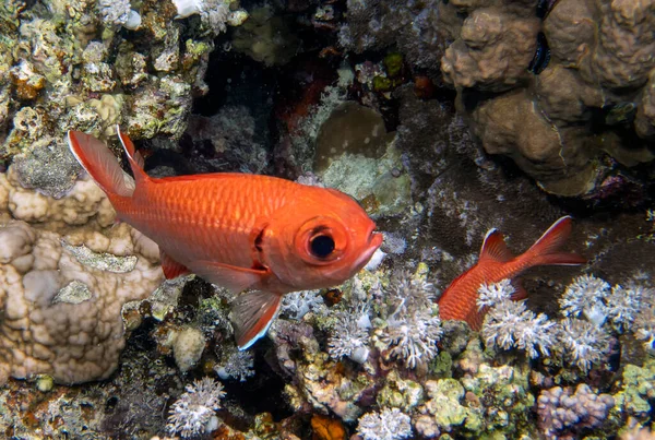 Vitkantad Soldatfisk Myripristis Murdjan Röda Havet Egypten — Stockfoto