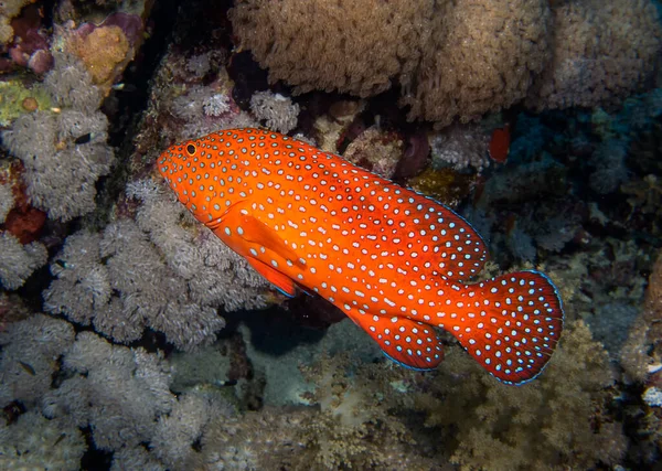 Ένα Coral Grouper Cephalopholis Miniata Στην Ερυθρά Θάλασσα Αίγυπτος — Φωτογραφία Αρχείου