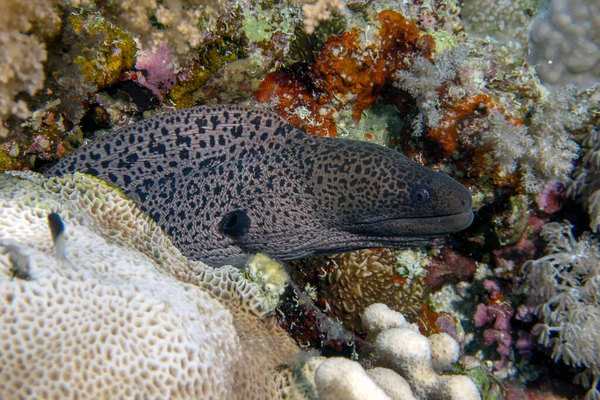 Kızıl Deniz Bir Dev Moray Yılanbalığı Gymnothorax Javanicus — Stok fotoğraf