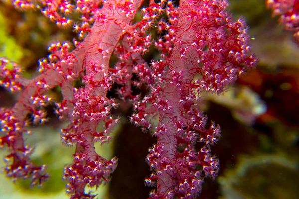 Splendid Knotted Fan Coral Acabaria Spendens Red Sea Egypt — Stock Photo, Image