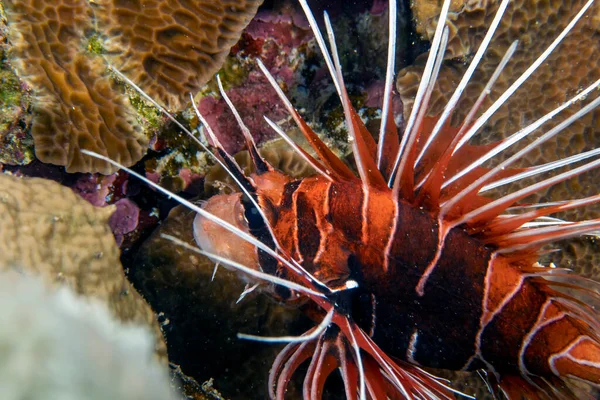 Clearfin Lionfish Pterois Radiata Mar Rojo —  Fotos de Stock