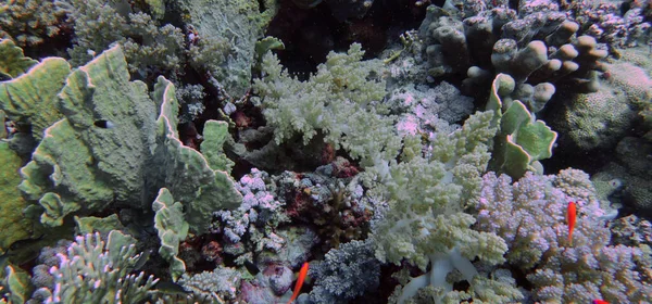 Bred Vinkel Utsikt Över Magnifika Korallformationer Röda Havet Egypten — Stockfoto