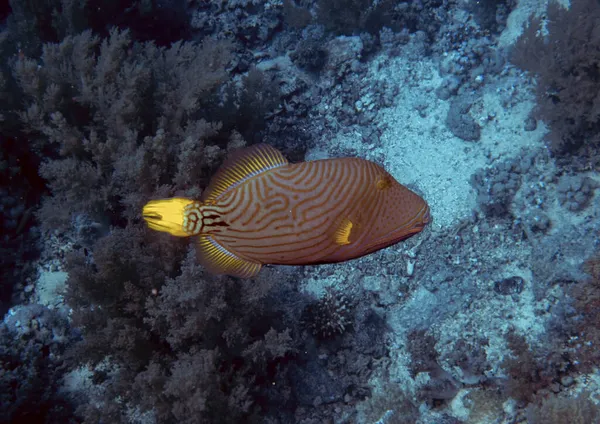 Triggerfish Lignes Orange Balistapus Undulatus Dans Mer Rouge Égypte — Photo