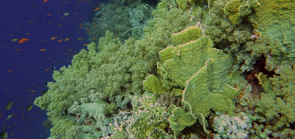 Szeroki Kąt Widzenia Wspaniałych Formacji Koralowych Morzu Czerwonym Egipt — Zdjęcie stockowe