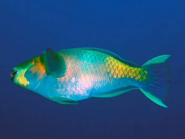 红海中的一种生锈的鹦鹉鱼 金丝雀 — 图库照片