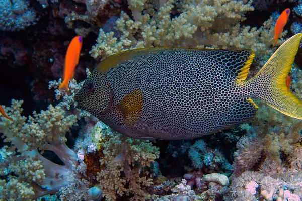 Starry Rabbitfish Siganus Stellatus Red Sea Egypt — Stock Photo, Image