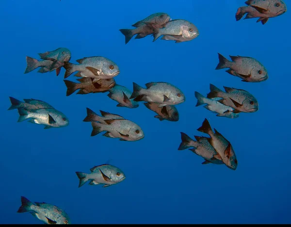 Uma Escola Black White Snapper Macolor Niger Mar Vermelho Egito — Fotografia de Stock