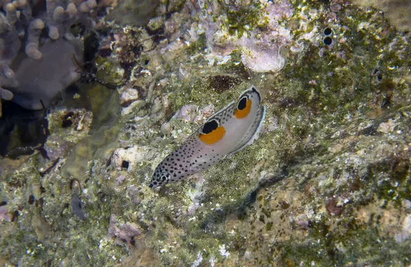 埃及红海中的一只幼鱼 名为Clown Wrasse Coris Aygula — 图库照片