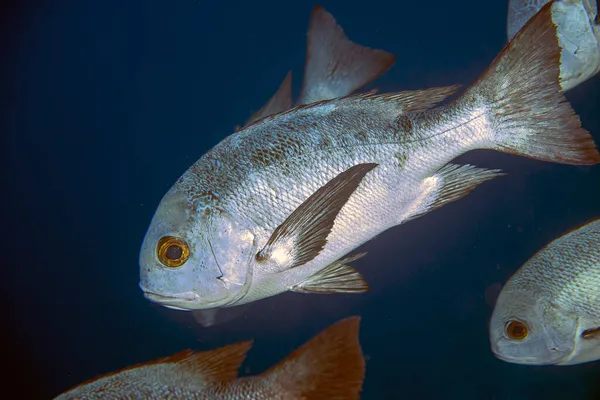 School Black White Snapper Macolor Niger Red Sea Egypt — Stock Photo, Image