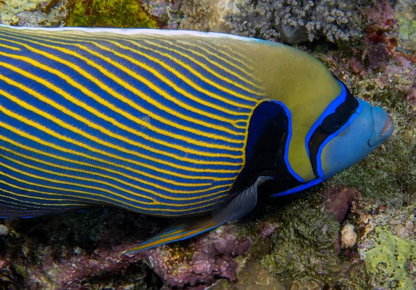 Emperor Angelfish Pomacanthus Imperator Red Sea Egypt — Stock Photo, Image