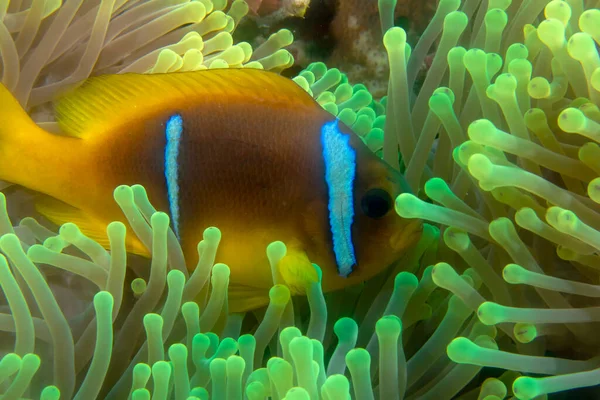 Red Sea Anemonefish Amphiprion Bicinctus Egyptě — Stock fotografie