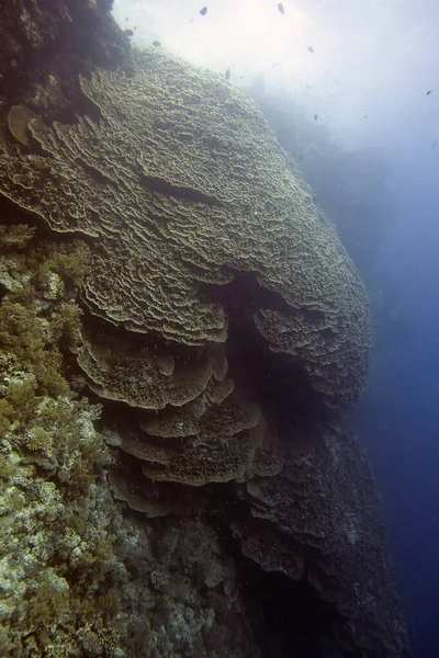 Koralowiec Twardy Spływający Ścianie Rafy Morzu Czerwonym Egipt — Zdjęcie stockowe