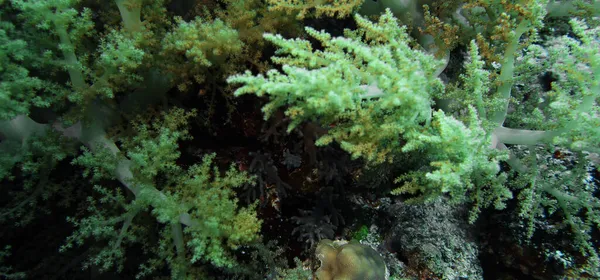 Bred Vinkel Utsikt Över Magnifika Korallformationer Röda Havet Egypten — Stockfoto