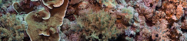 Wide Angle Views Magnificent Coral Formations Red Sea Egypt — Stock Photo, Image