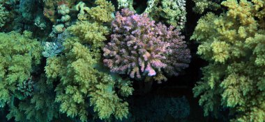 Kızıl Deniz, Mısır 'daki muhteşem mercan oluşumlarının geniş açı görüntüsü