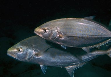 Kızıl Deniz, Mısır 'da bir çift portakal lekeli Trevally (Carangoides bajad)