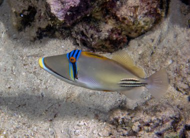 Kızıl Deniz, Mısır 'da bir Picasso Tetik Balığı (Rhinecanthus aculeatus)