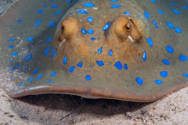 Kızıl Deniz 'de bir Bluespotted Ribbontail Ray (Taeniura lymma)