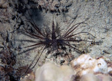 Kızıl Deniz 'de yaşayan genç bir Aslan Balığı (Pterois volitans)
