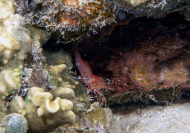 Bir Kum Kaplanı Karidesi (Metapenaeopsis sp.) Kızıl Deniz 'de Mısır' da
