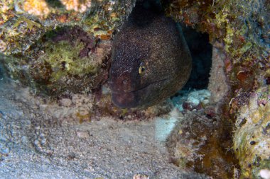 Kızıl Deniz, Mısır 'da Sarı kenarlı bir Moray (Gymnothorax flavimarginatus)