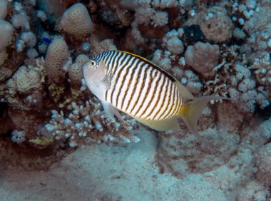 Kızıl Deniz, Mısır 'da Zebra Kuyruklu Melek Balığı (Genicanthus caudovittatus)