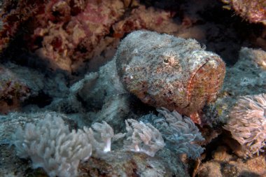 A Devil Scorpionfish (Scorpaenopsis diabolus) in the Red Sea clipart