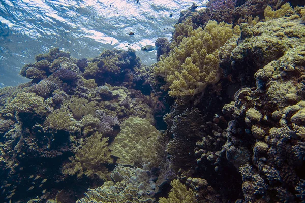 Széles Látószögű Kilátás Csodálatos Korallképződmények Vörös Tenger Egyiptom — Stock Fotó