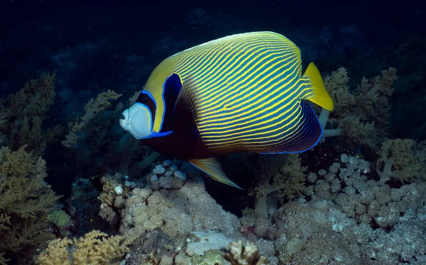 Empereur Angelfish Pomacanthus Imperator Mer Rouge Egypte — Photo