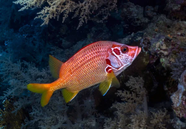 Pez Ardilla Gigante Sargocentron Spiniferum Mar Rojo Egipto —  Fotos de Stock