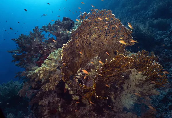 Koral Ognisty Millepora Morzu Czerwonym — Zdjęcie stockowe