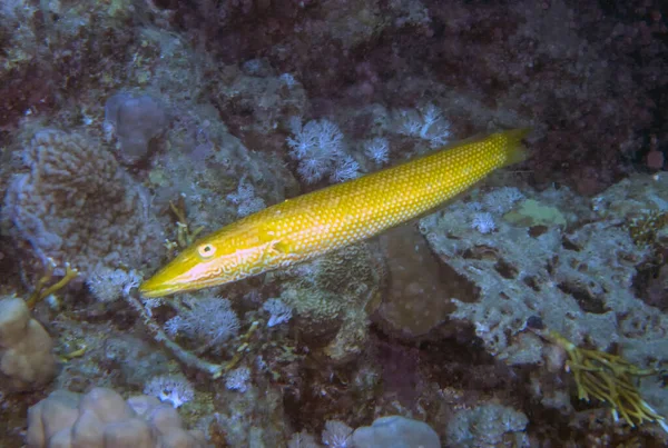 Ένα Cigar Wrasse Cheilio Inermis Στην Ερυθρά Θάλασσα — Φωτογραφία Αρχείου