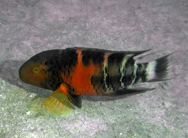 Een Wrasse Met Rode Borsten Cheilinus Fasciatus Rode Zee Egypte — Stockfoto