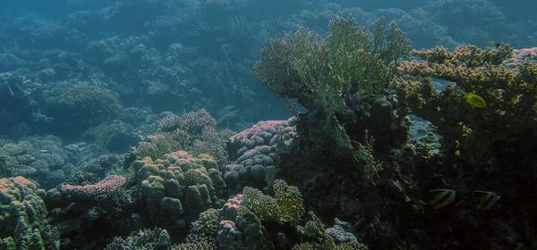 Ευρεία Θέα Γωνία Των Υπέροχων Σχηματισμών Κοραλλιών Στην Ερυθρά Θάλασσα — Φωτογραφία Αρχείου