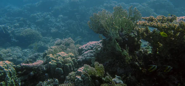 Bred Vinkel Utsikt Över Magnifika Korallformationer Röda Havet Egypten — Stockfoto