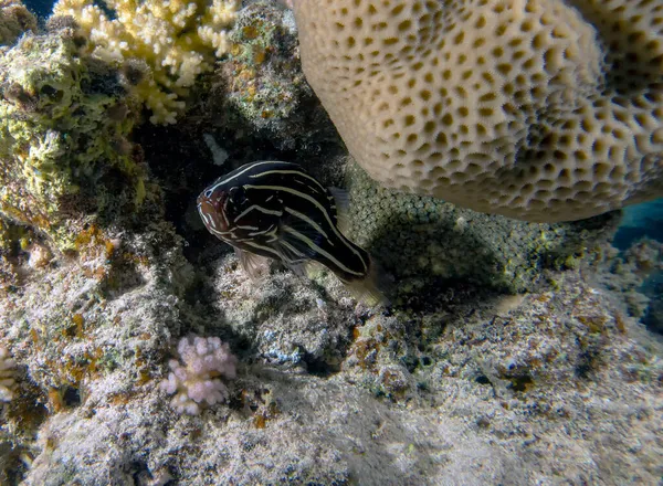 A Six Lined Soapfish (Grammistes sexlineatus) in the Red Sea